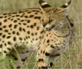 Abecedaire des Animaux (S)